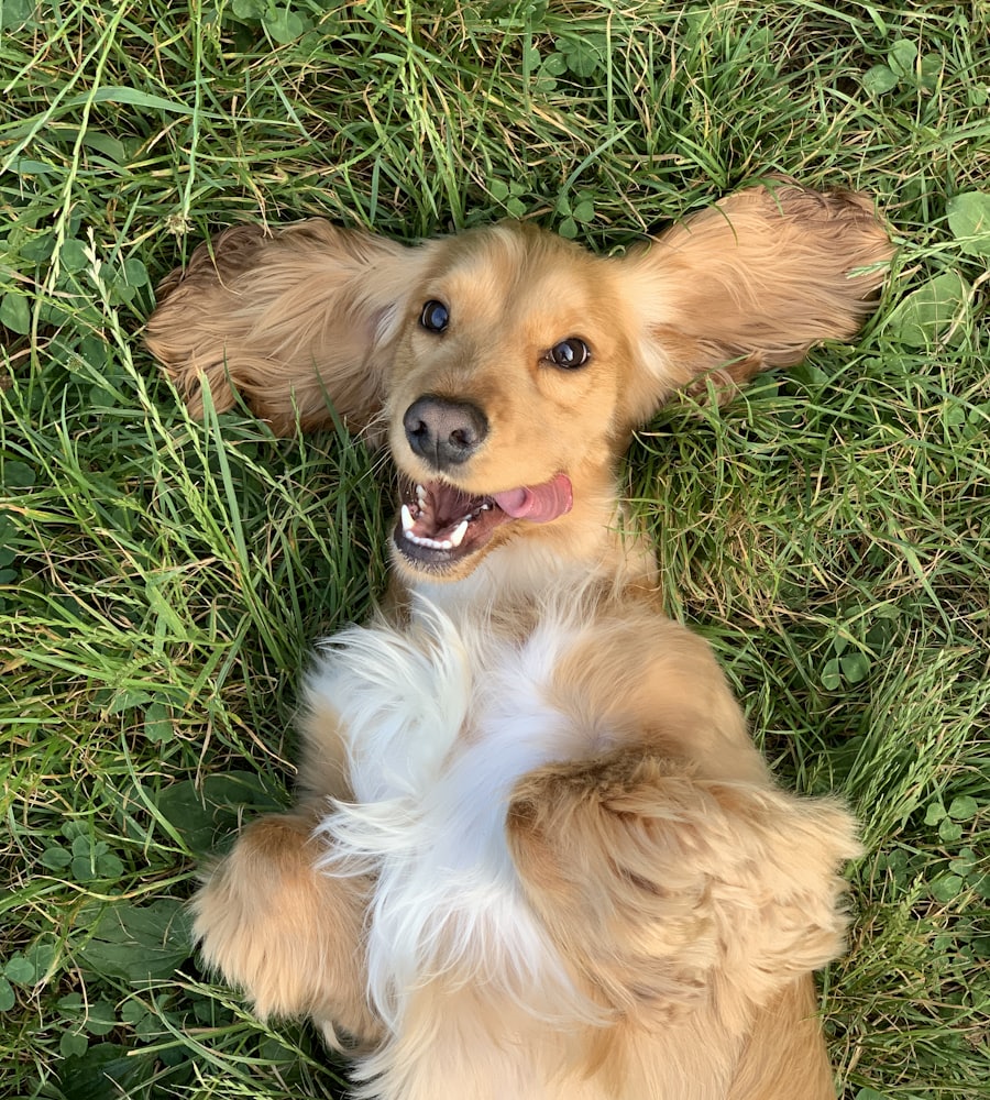A happy spaniel rolling in the grass