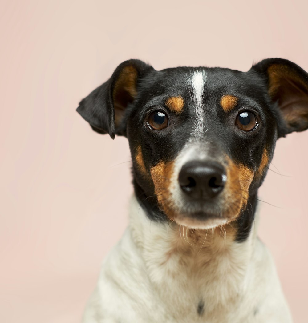 A freshly groomed dog against a soft rose background