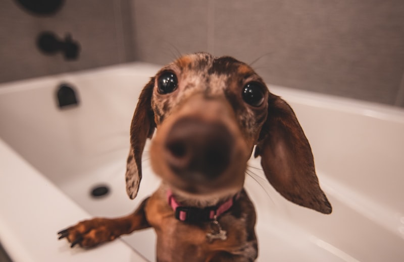 A dachshund in the bath looking at the camera