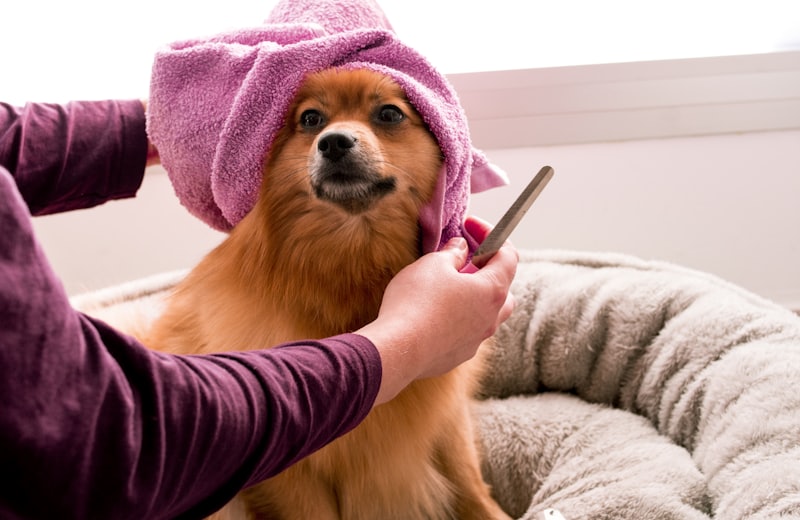 A pomeranian wrapped in a towel being combed