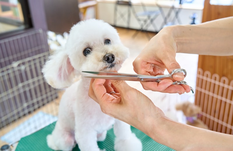 A small white dog getting a careful scissor trim